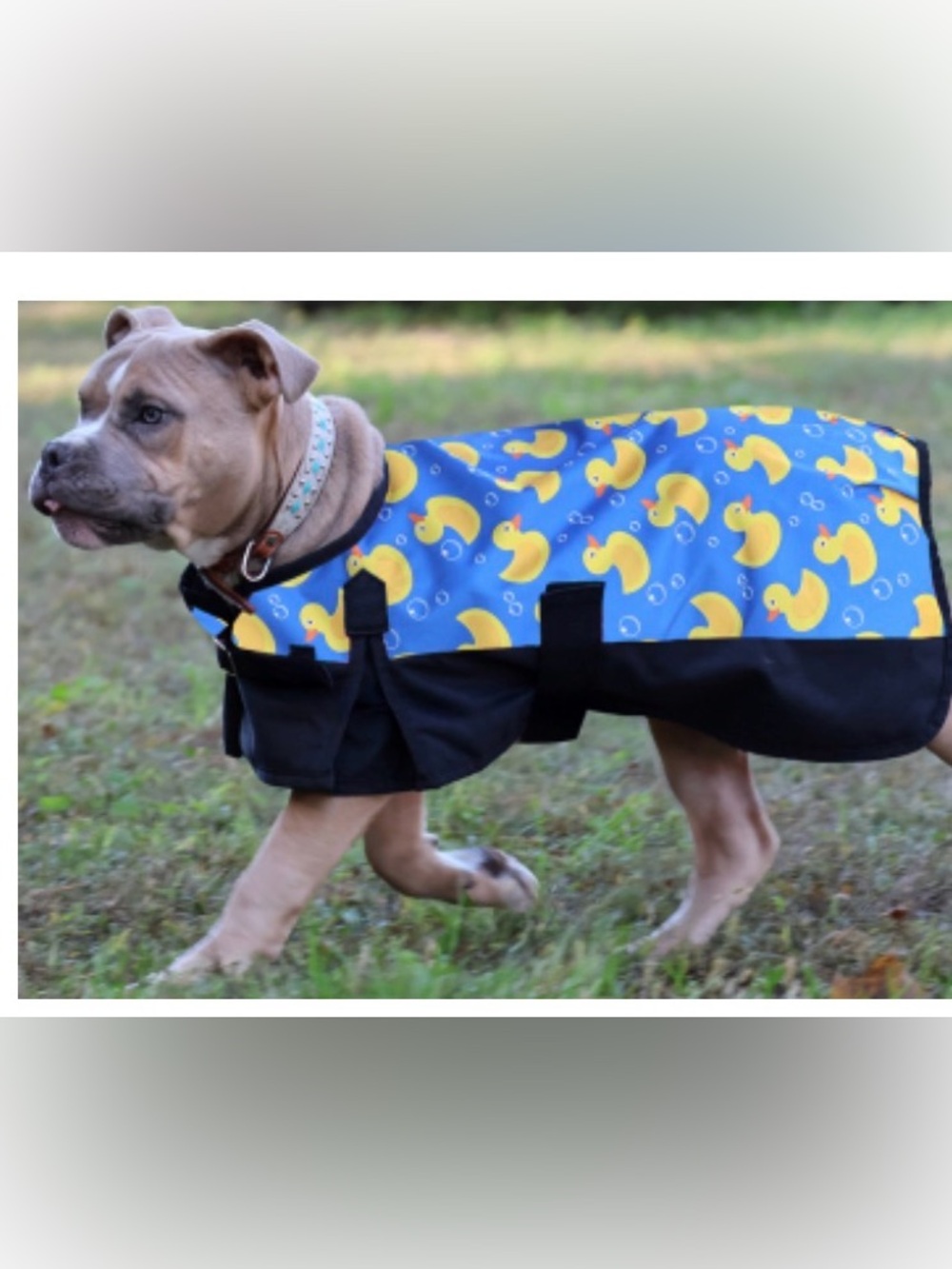 Rugged Ride Dog Blanket